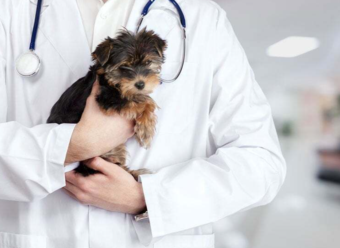 Dr. med. vet. Stephan Schroth